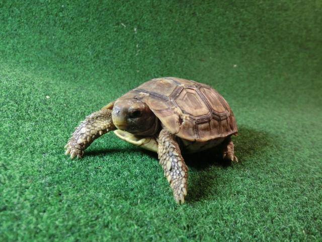 ベルセオレガメＳＭサイズ15番の画像