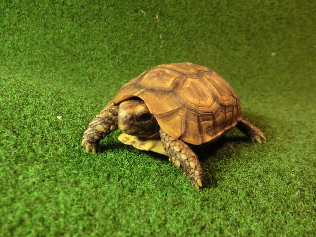 ベルセオレガメＳＭサイズ16番の画像