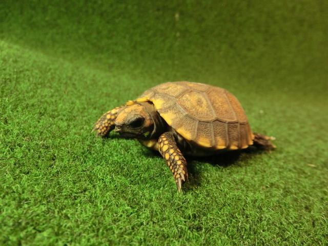 キアシガメベビーCB個体 27番　の画像