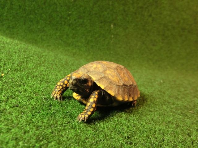 キアシガメベビーCB個体 29番　の画像