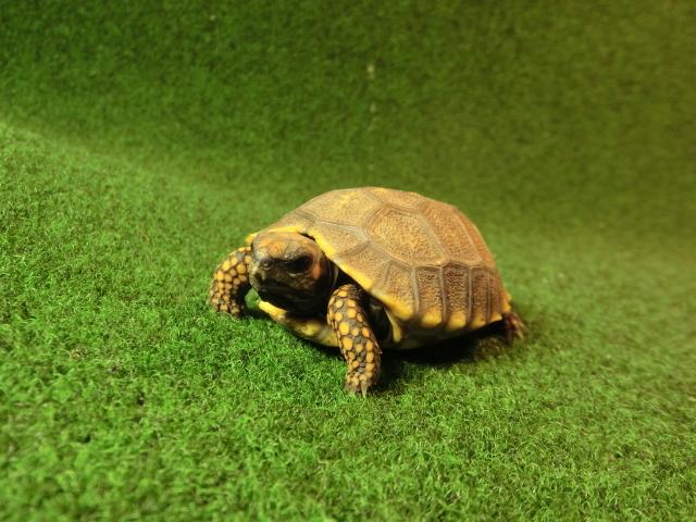 キアシガメベビーCB個体 26番　の画像