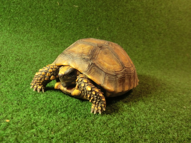 キアシガメSMサイズCB個体 30番　の画像