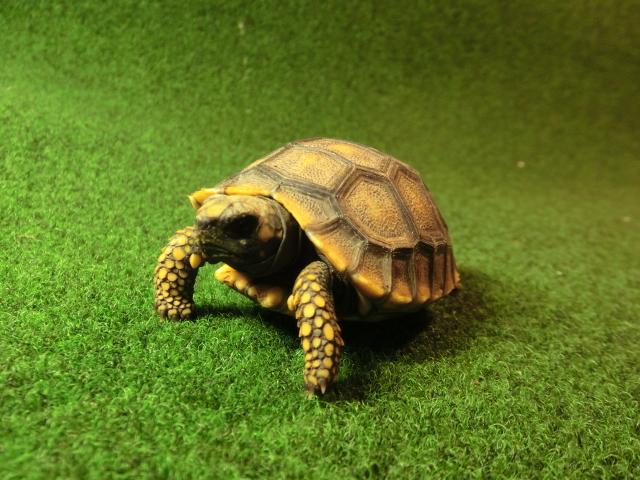 キアシガメベビーCB個体 31番　の画像