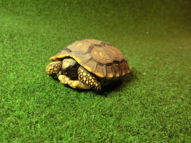 キアシガメベビーCB個体 32番　の画像