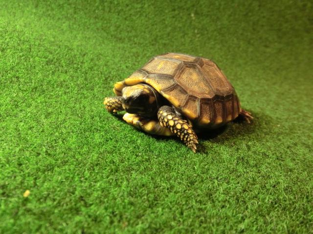 キアシガメベビーCB個体 33番　の画像