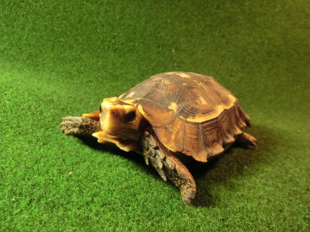 モリセオレガメ（エローサセオレガメ）サブアダルト02番の画像