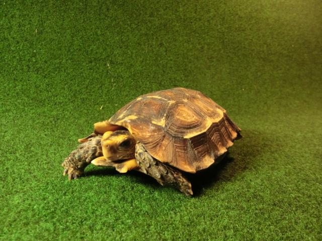 モリセオレガメ（エローサセオレガメ）サブアダルト03番の画像