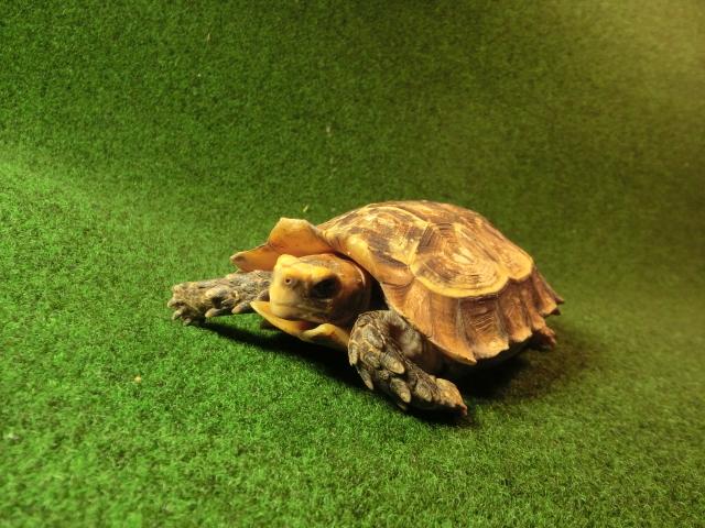 モリセオレガメ（エローサセオレガメ）サブアダルト04番の画像