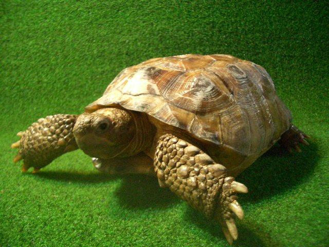 アナホリゴファーガメ　1番の画像