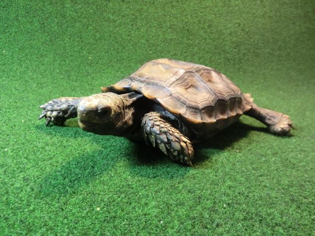 スマトラムツアシガメ（エミスムツアシガメ、イエローエミス）CB個体9番の画像