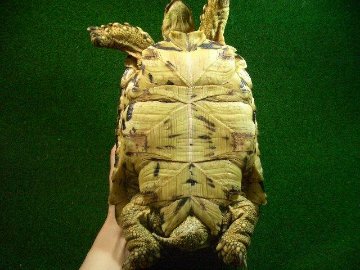 ナミビアヒョウモンガメ ＵＳ ＣＢ06番オス ブラックタイプの画像