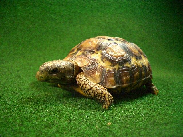 ベルセオレガメ メ恐らくメス08番の画像