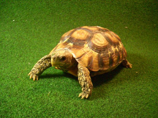 ベルセオレガメ アダルトメス09番 産卵経験ありの画像