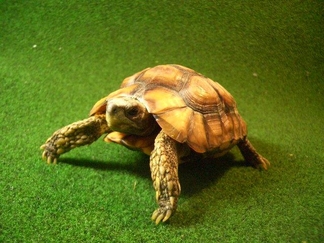 ベルセオレガメ アダルトオス11番の画像