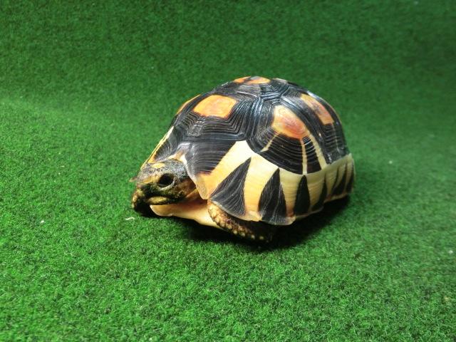 ソリガメ（アンギュラータリクガメ）8番の画像