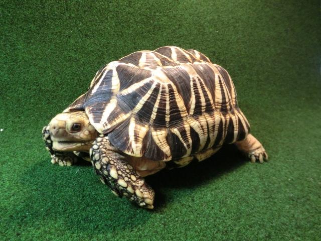 ビルマホシガメ ビルマホシガメ