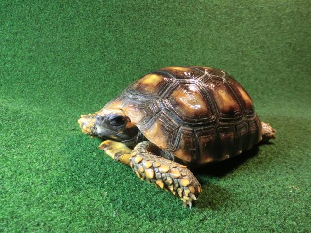 キアシガメMＬサイズ24番　CB個体の画像