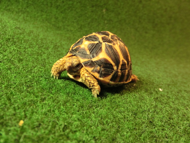 インドホシガメベビー国内ｃｂ個体19番 販売