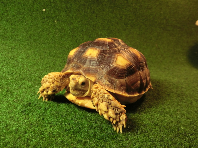 ケヅメリクガメＳＭサイズ マレーシア産CB個体30番の画像