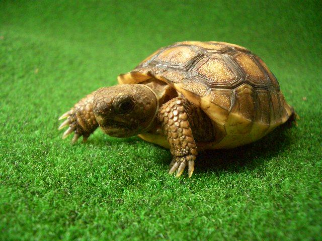 アナホリゴファーガメ　2番の画像