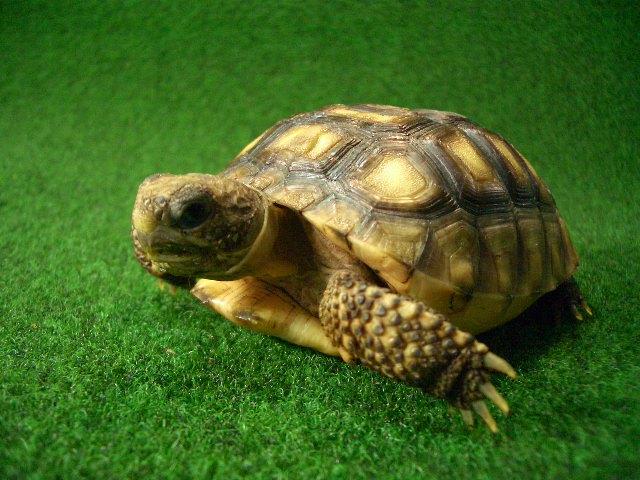 アナホリゴファーガメ　3番の画像