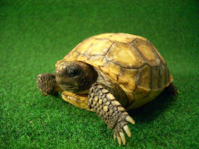 アナホリゴファーガメ　5番の画像