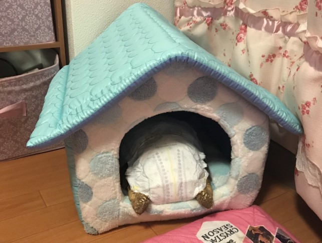 ケヅメリクガメ飼い込み個体オス （委託販売）の画像