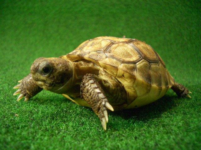 アナホリゴファーガメ　6番の画像