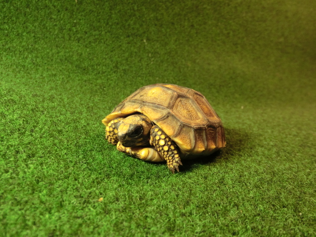 キアシガメベビーCB個体 34番　の画像