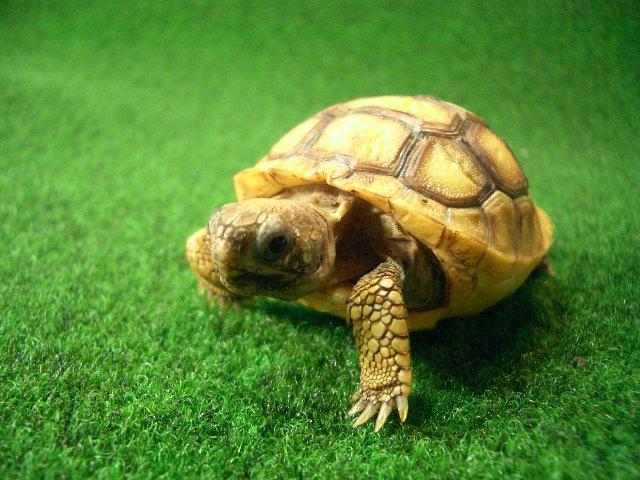 アナホリゴファーガメ　7番の画像