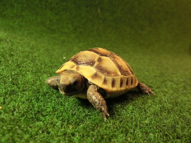 イベラギリシャリクガメベビーEUCB個体26番の画像