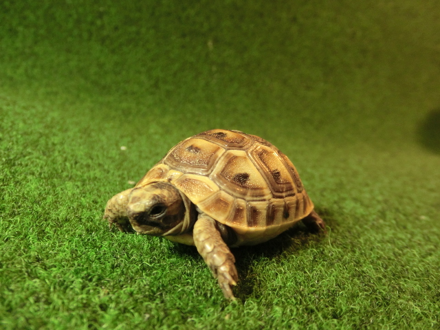 イベラギリシャリクガメベビーEUCB個体27番の画像