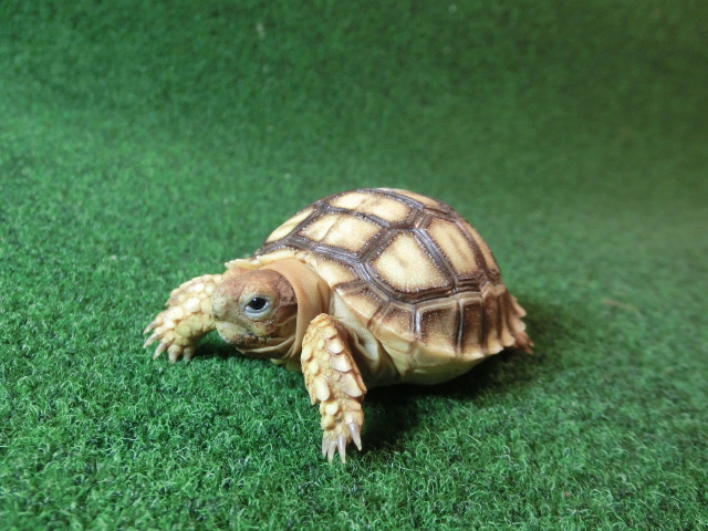 ケヅメリクガメ