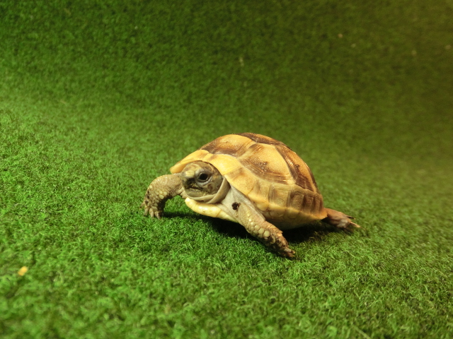 イベラギリシャリクガメベビーEUCB個体31番の画像