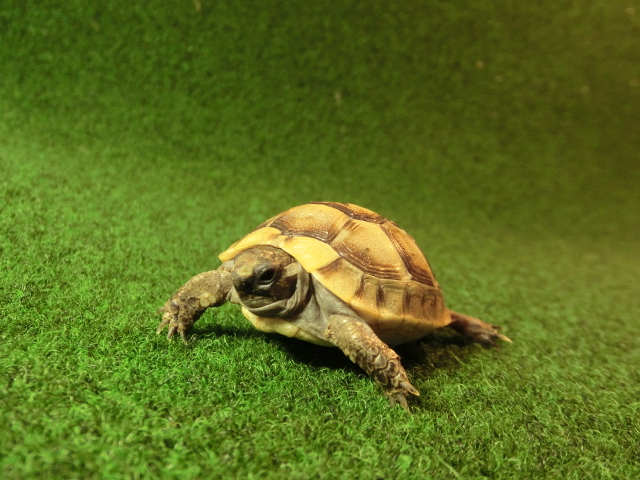 イベラギリシャリクガメベビーEUCB個体33番の画像