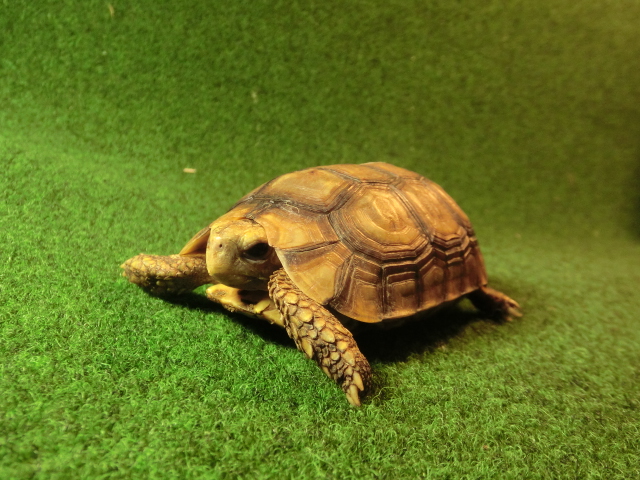 ベルセオレガメＳＭサイズ17番の画像