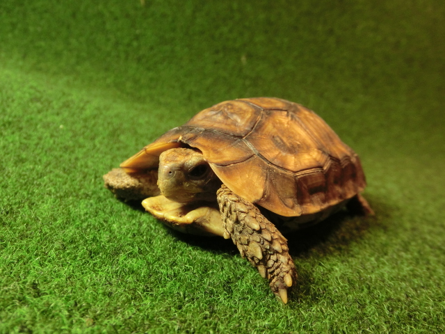 ベルセオレガメＳＭサイズ18番の画像