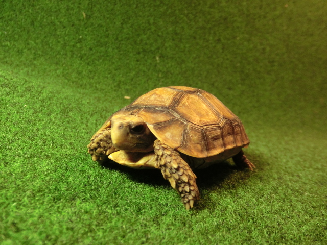 ベルセオレガメＳＭサイズ19番の画像