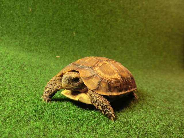 ベルセオレガメＳサイズ20番の画像