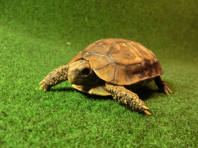 ベルセオレガメＳサイズ21番の画像