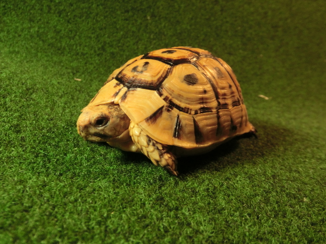 キレナイカギリシャリクガメ (リビア地中海リクガメ）EGCB個体 01番の画像