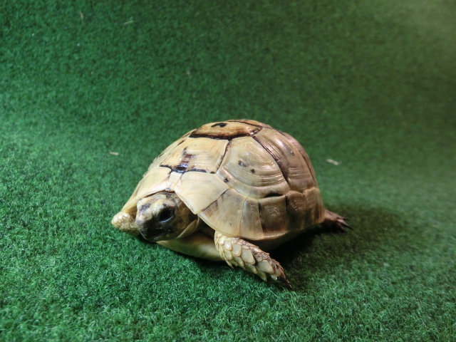 キレナイカギリシャリクガメ (リビア地中海リクガメ）EGCB個体 02番 の画像