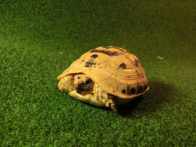 キレナイカギリシャリクガメ (リビア地中海リクガメ）EGCB個体 03番 の画像