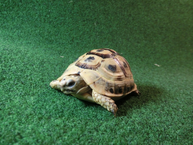 キレナイカギリシャリクガメ (リビア地中海リクガメ）EGCB個体 04番 の画像