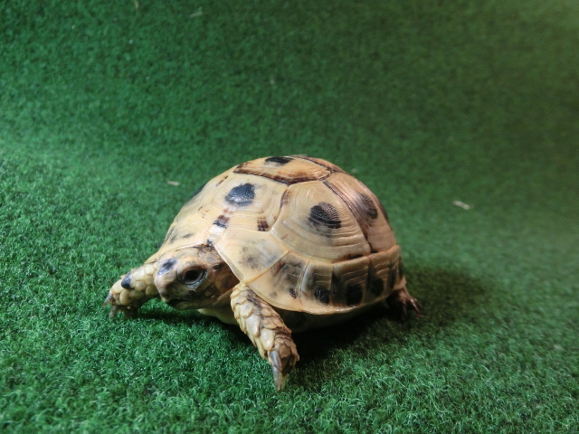 キレナイカギリシャリクガメ (リビア地中海リクガメ）EGCB個体 05番 の画像