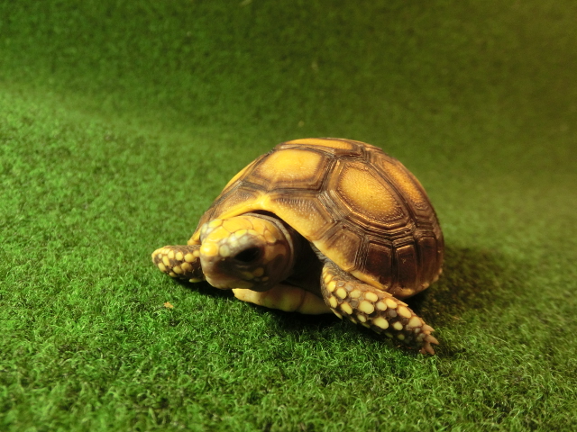 アカアシガメベビー イエローフットタイプ ＣＢ個体76番の画像