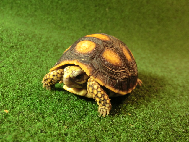 アカアシガメベビー イエローフットタイプ ハイドームＣＢ個体77番の画像