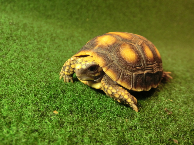 アカアシガメベビー イエローフットタイプ ＣＢ個体78番の画像