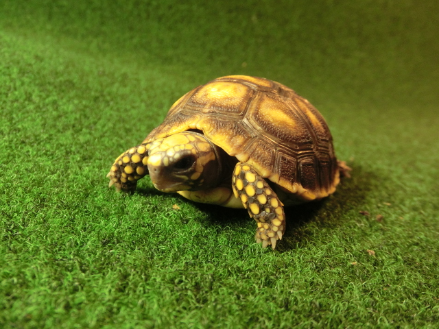 アカアシガメベビー イエローフットタイプ ＣＢ個体79番の画像