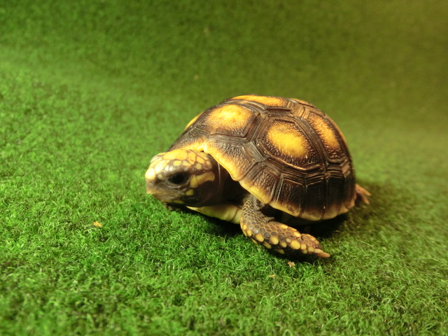 アカアシガメベビー イエローフットタイプ ＣＢ個体80番の画像